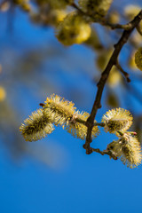 Blühende Knospen im Frühling. Pollen schlecht für Allergiker