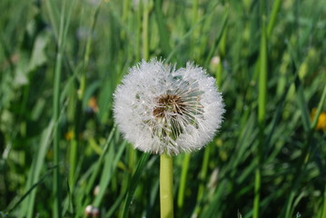 Fototapeta premium Blowball (the downy head or pappus of the dandelion) with dew, early morning. Springtime.