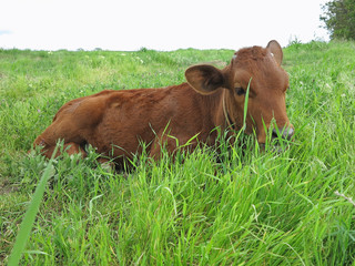 Beautiful little calf on the green sunny meadow