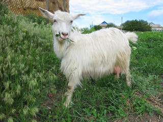 white goat grazing on a green meadow on sunny day