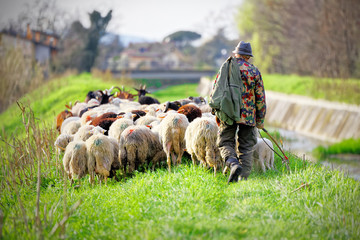 Tuscan shepherd grazing with sheep