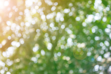 Fresh soft nature colour bokeh bush tree and sunlight for abstract background