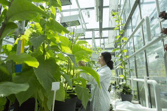 Female scientist testing plant sample in  greenhouse lab