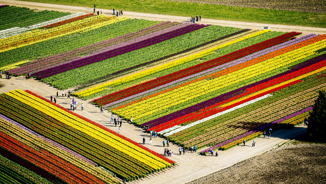 Aerial view of rows of tulip fields