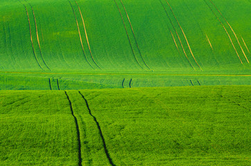 Green grass wavy fields with tracks  suitable for backgrounds or wallpapers, natural seasonal landscape