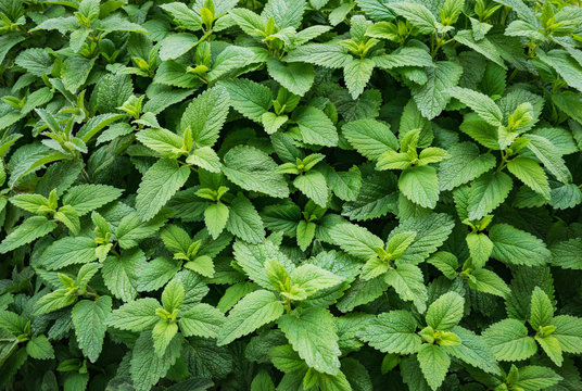 Mint Spearmint Plant Green Leaf Growing