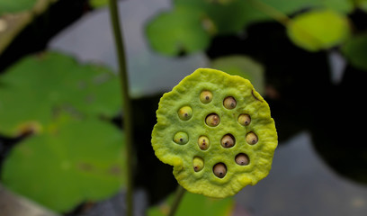 close up of lotus seed