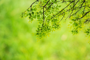 Natural green background