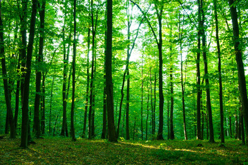 Fototapeta premium forest in morning