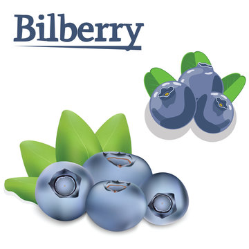 Bilberry two types of vector for your design
