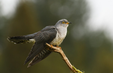 Common cuckoo (Cuculus canorus)