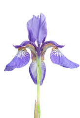 Purple iris isolated on white with clipping path