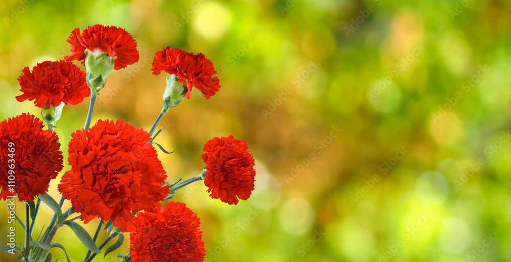 Wall mural image of many flowers in the garden close up