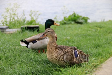DUCKS

