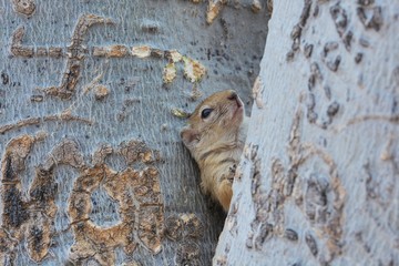 Baumhörnchen im Etosha Nationalpark © anni94