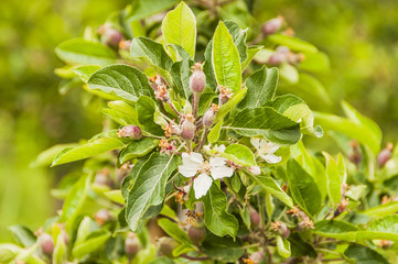 Algund, Algunder Waalweg, Apfelblüte, Apfelbaum, Obstplantage, Obstbauer, Vinschgau, Südtirol, Wanderweg, Spazierweg, Italien, Frühling