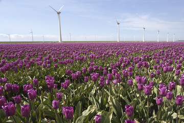 purple tulip field in the foreground and wind turbines against b