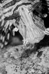 Lionfish