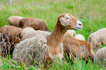Naklejka premium Young sheep on pasture