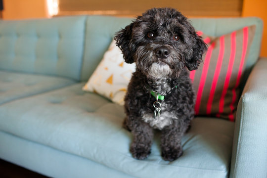 Portrait of dog sitting on sofa