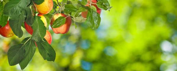 image of apples in the garden close-up