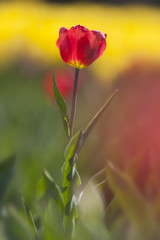 red tulip between a lot of yellow flowers and buds in dutch flow