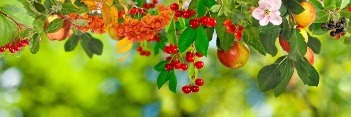 Poster image of fruits in a park close-up © cooperr