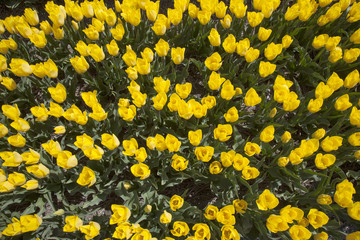 yellow tulips in dutch flower field seen from above