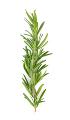 rosemary isolated on white background