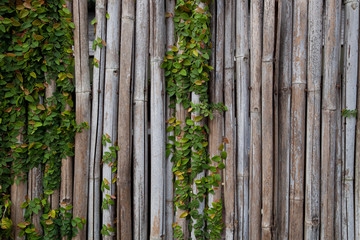 bamboo fence background