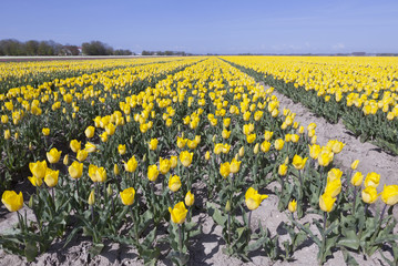 yellow tulips in flower field with blue sky in noordoostpolder