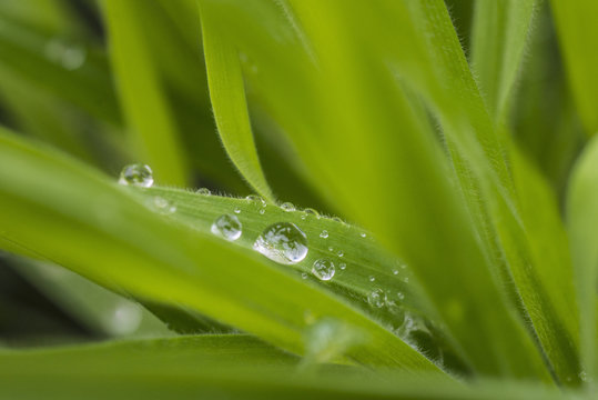 Blades of grass with water droplets, close-up