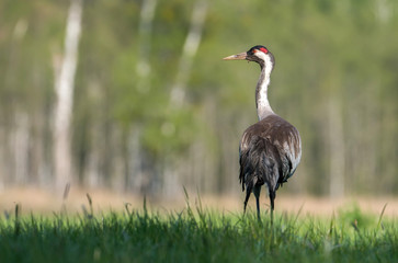 Common crane (Grus grus)