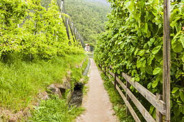 Fototapeta premium Algund, Algunder Waalweg, Waalweg, Wanderweg, Obstbauer, Apfelbäume, Apfelblüte, Frühling, Vinschgau, Wasserversorgung, Südtirol, Italien