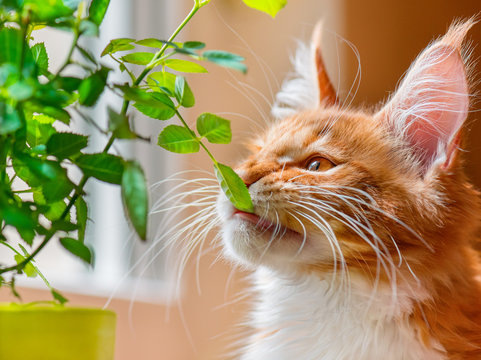 Portrait of domestic red Maine Coon kitten with green leaf, 3 months old