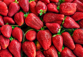fresh strawberry colorful group. Top view