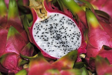 Pitahaya Drachenfrucht (Hylocereus undatus)