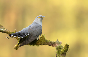 Common cuckoo (Cuculus canorus)
