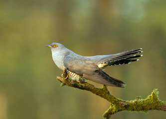 Common cuckoo (Cuculus canorus)