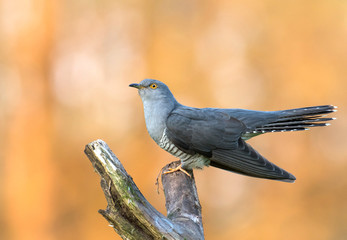 Common cuckoo (Cuculus canorus)