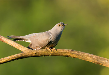 Common cuckoo (Cuculus canorus)
