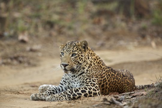 Leopard - Panthera pardus, This one is unusual in that he has blue eyes, rather than the more usual yellow,  Satpura National Park, Madhya Pradesh India