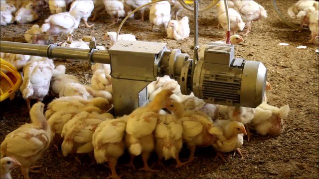 Chicken Farm, Poultry automatic feeding systems-automatic irrigation system