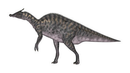 Fototapeta premium 3D Rendering Dinosaur Saurolophus on White