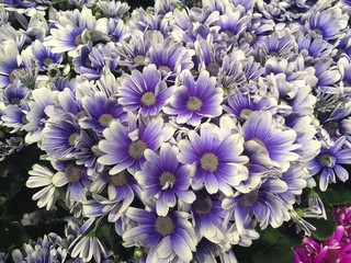 Obraz premium デイジー