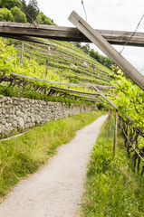 Algund, Algunder Waalweg, Waalweg, Wanderweg, Vinschgau, Weinberg, Weinpergola, Weinbauer, Frühling, Südtirol, Italien