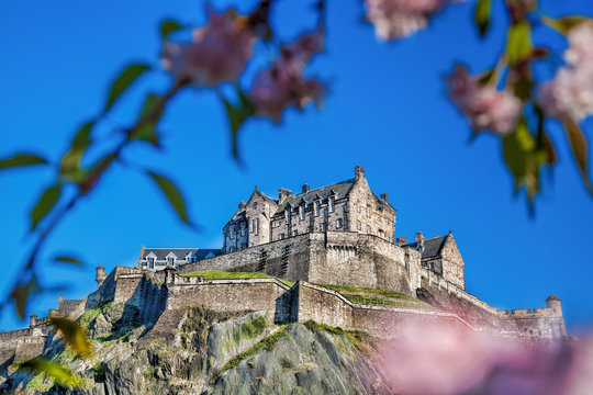 Edinburgh castle with spring tree in Scotland