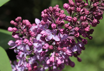 lilac branch close up