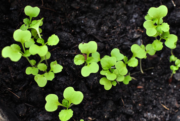 Rows of Seedlings in nursery.
