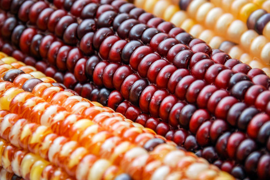 Flint Indian Corn Close-Up Picture